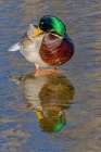USA, Colorado, Fort Collins. Male mallard duck in water. Art Print